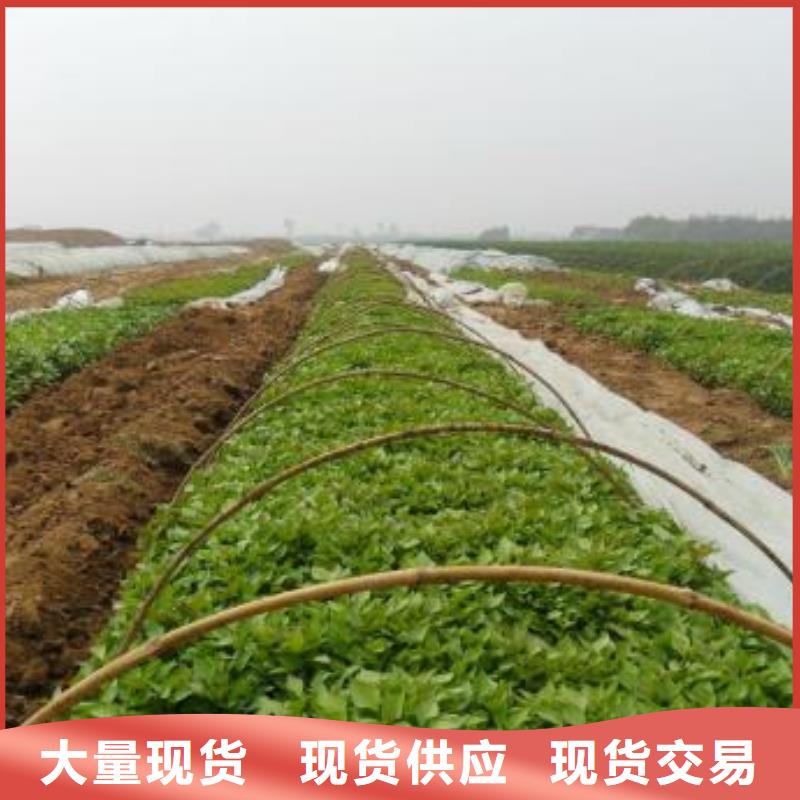 紫薯苗羽衣甘蓝粉值得信赖