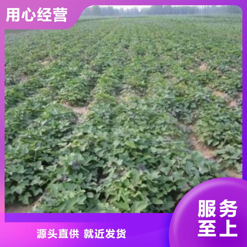 紫薯苗羽衣甘蓝粉值得信赖