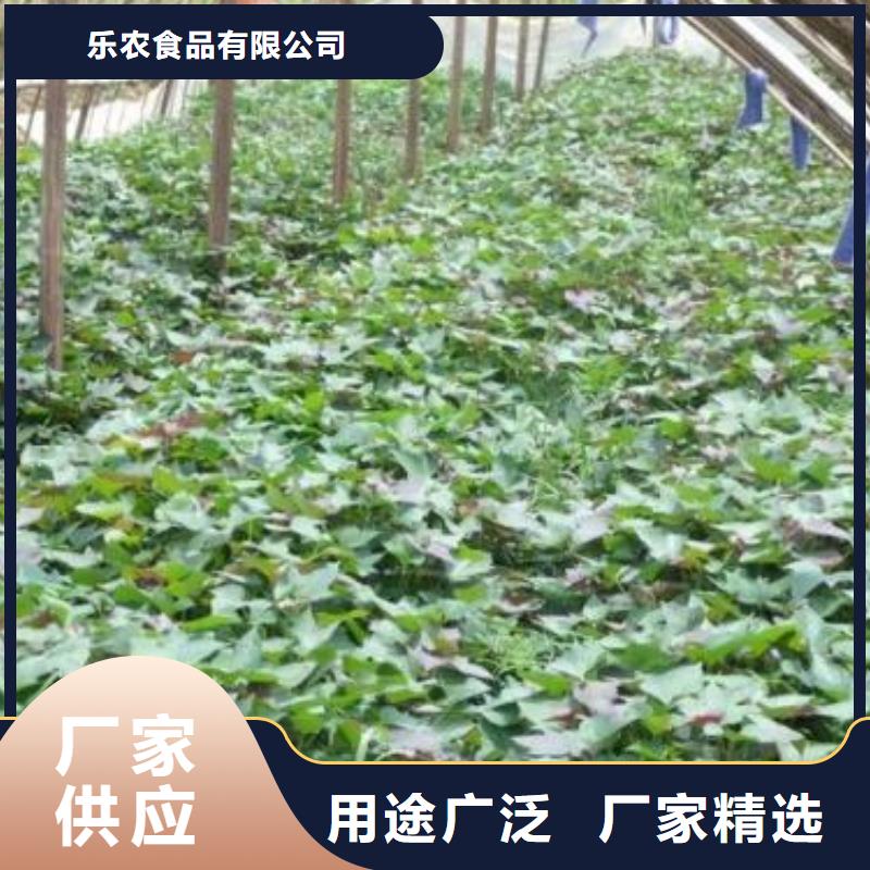 紫薯苗羽衣甘蓝粉值得信赖