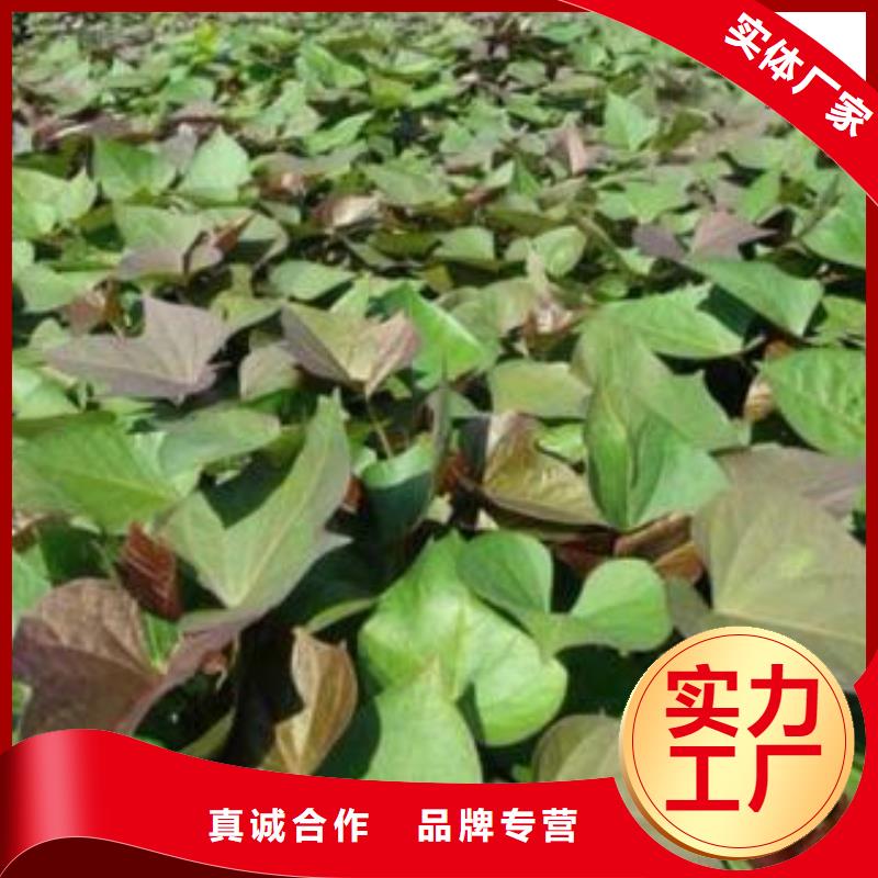 紫薯苗_羽衣甘蓝粉实力厂家直销