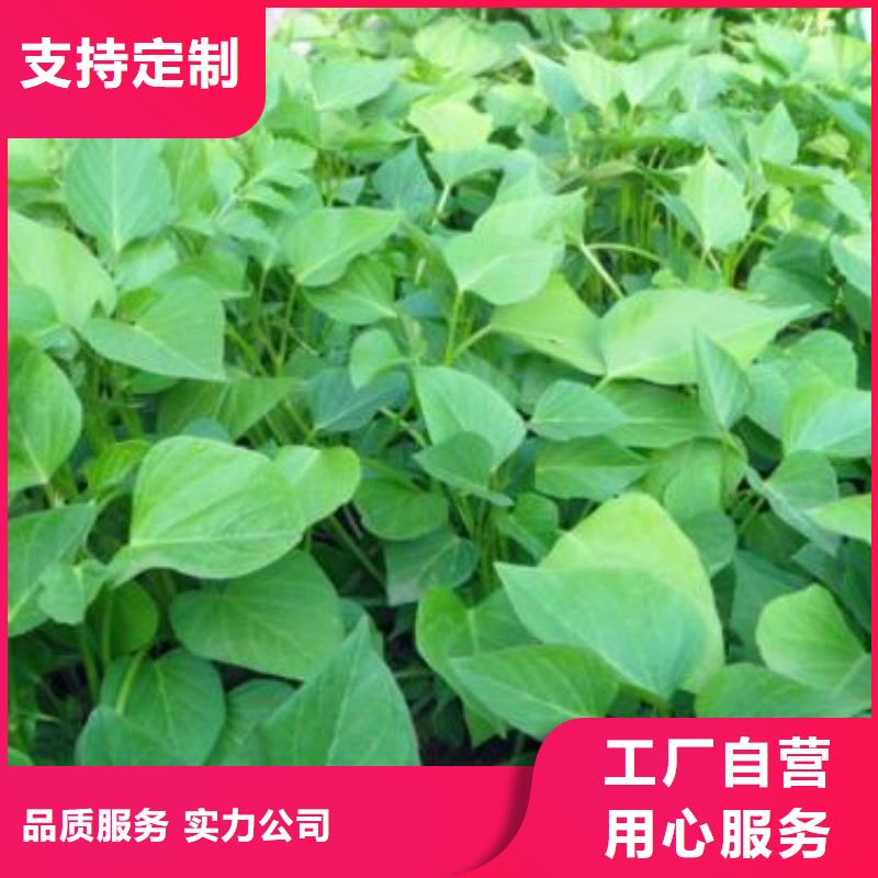 紫薯苗羽衣甘蓝粉值得信赖