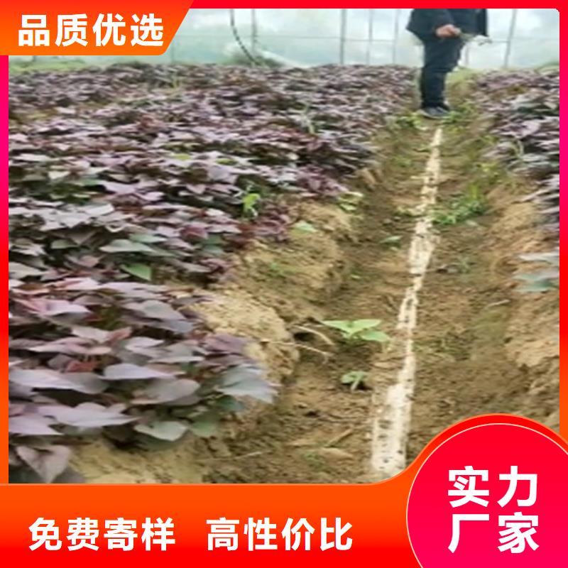 紫薯苗胡萝卜丁质优价廉