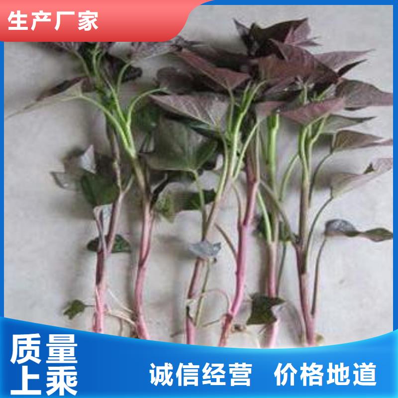 紫薯苗_羽衣甘蓝粉实力厂家直销
