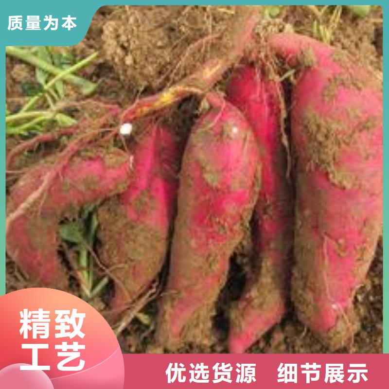 紫薯苗羽衣甘蓝粉认准大品牌厂家