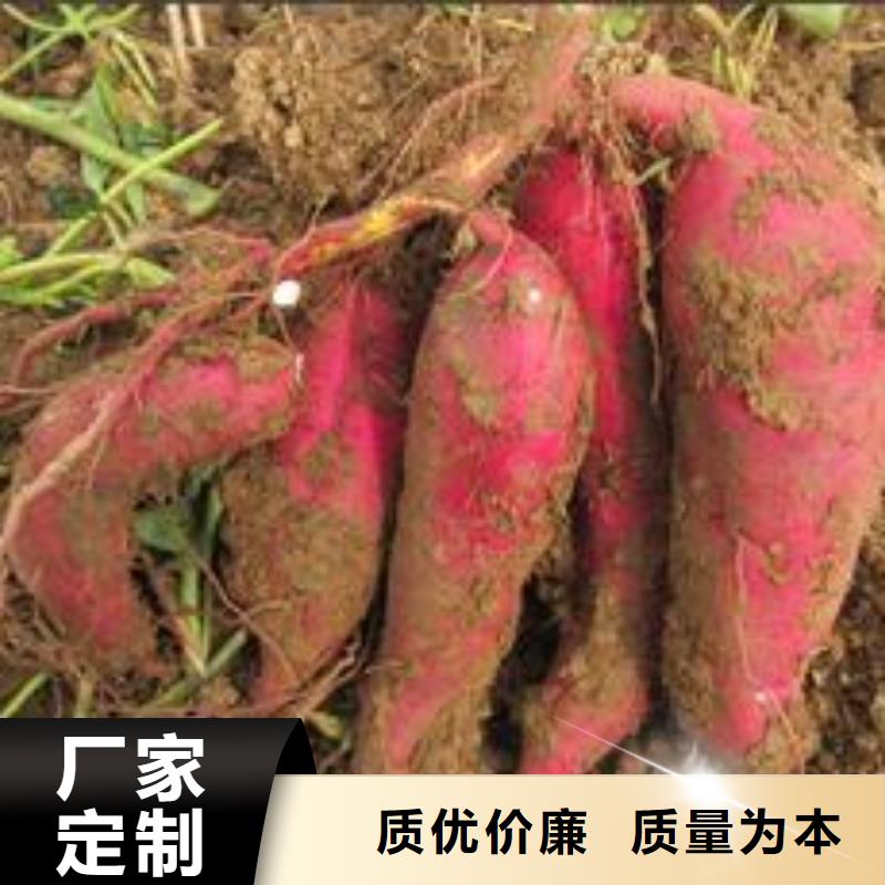 紫薯苗羽衣甘蓝粉认准大品牌厂家