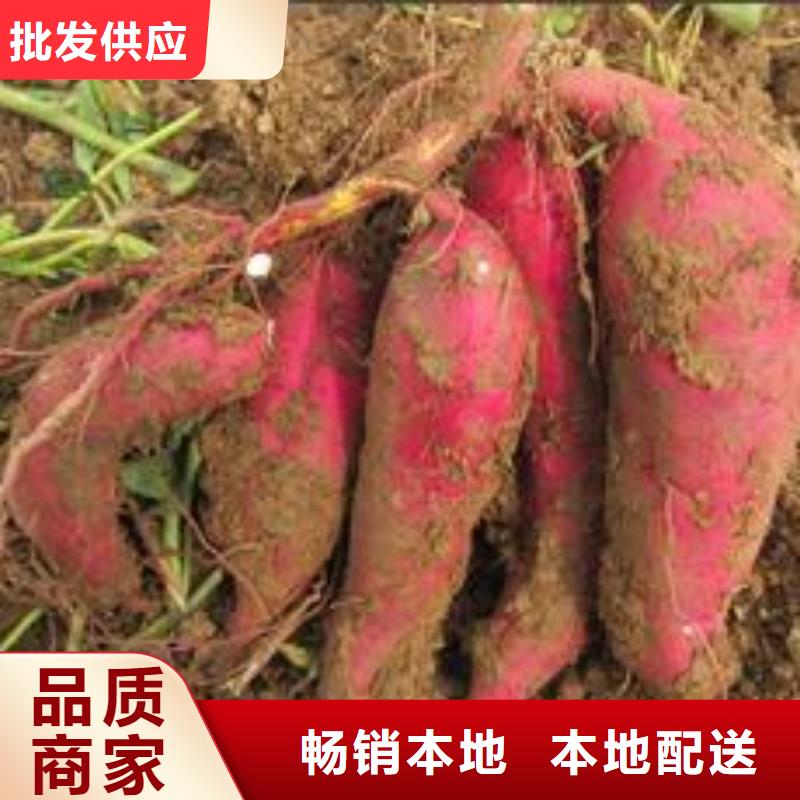 紫薯苗胡萝卜丁质优价廉