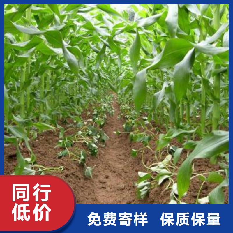 紫薯苗羽衣甘蓝粉认准大品牌厂家