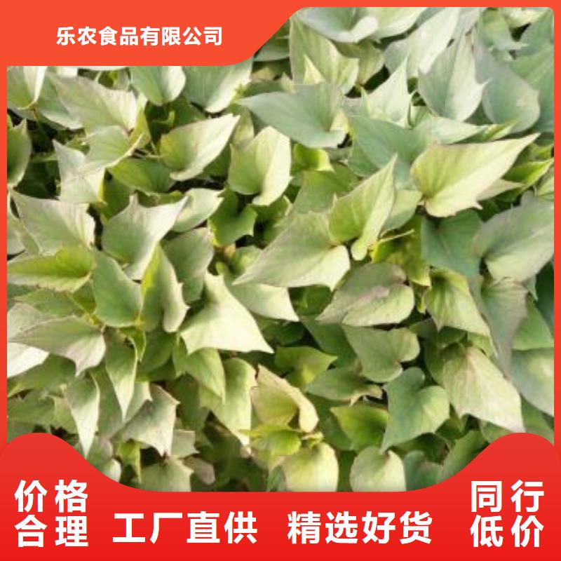 紫薯苗羽衣甘蓝粉认准大品牌厂家