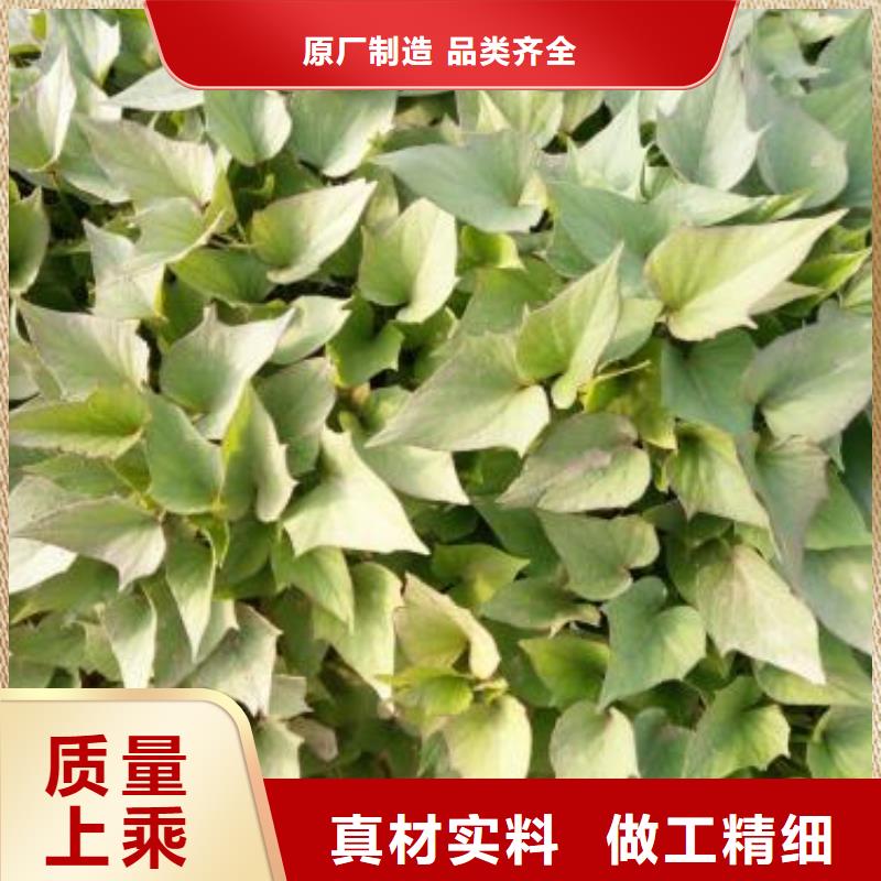 紫薯苗胡萝卜丁质优价廉