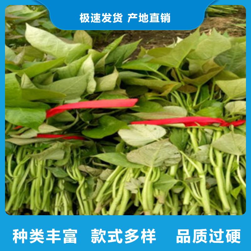 紫薯苗羽衣甘蓝粉认准大品牌厂家