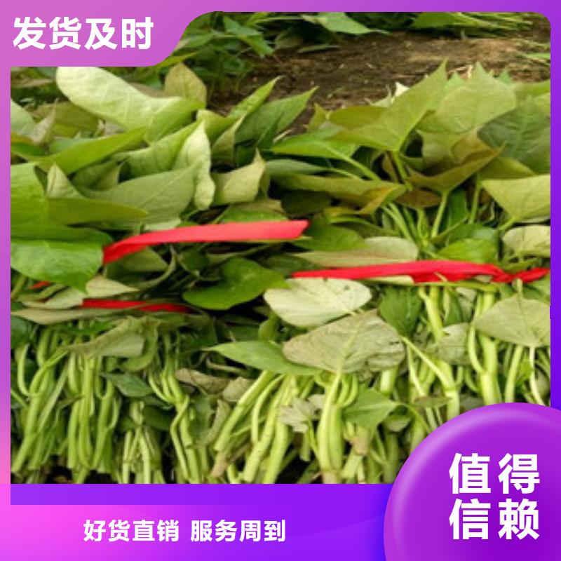 紫薯苗胡萝卜丁质优价廉