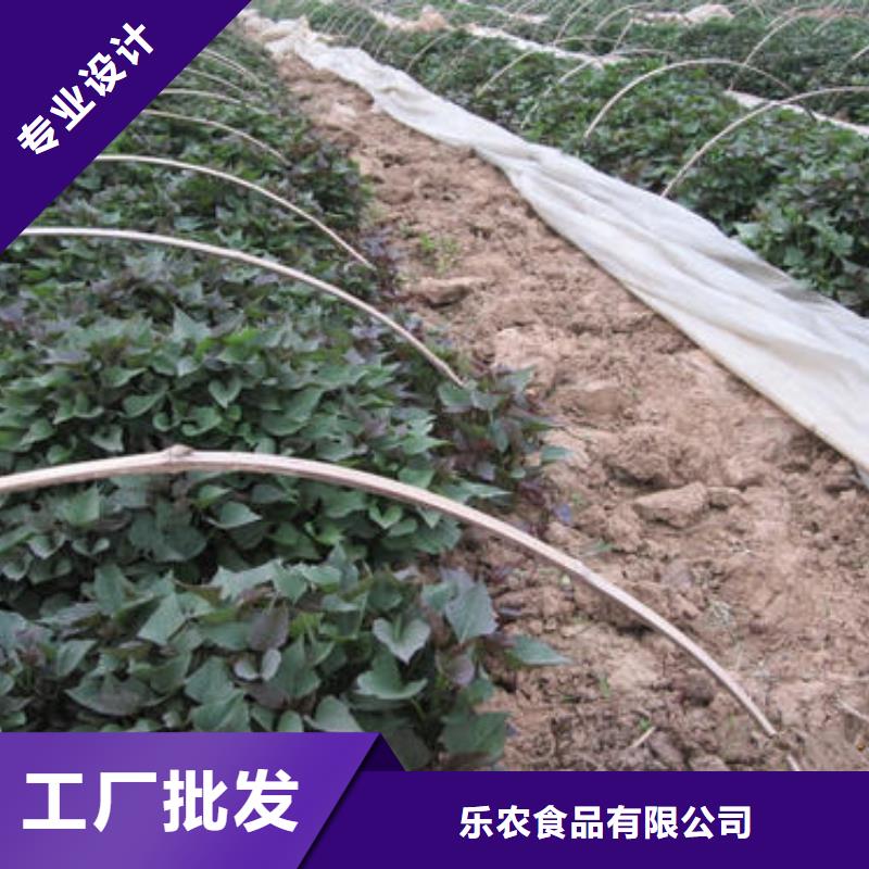 紫薯苗羽衣甘蓝粉认准大品牌厂家