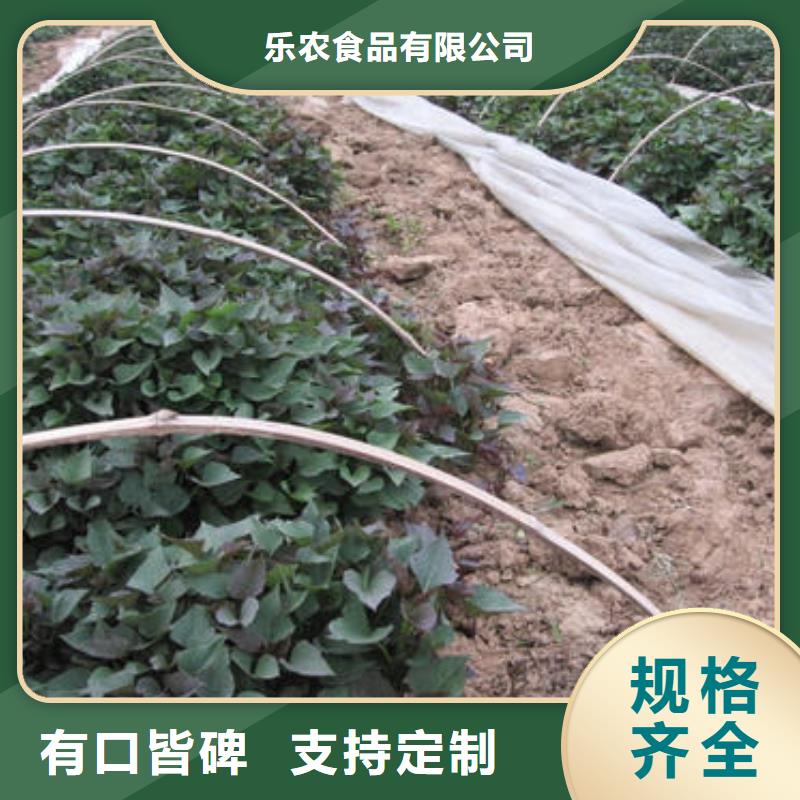 紫薯苗羽衣甘蓝粉值得信赖