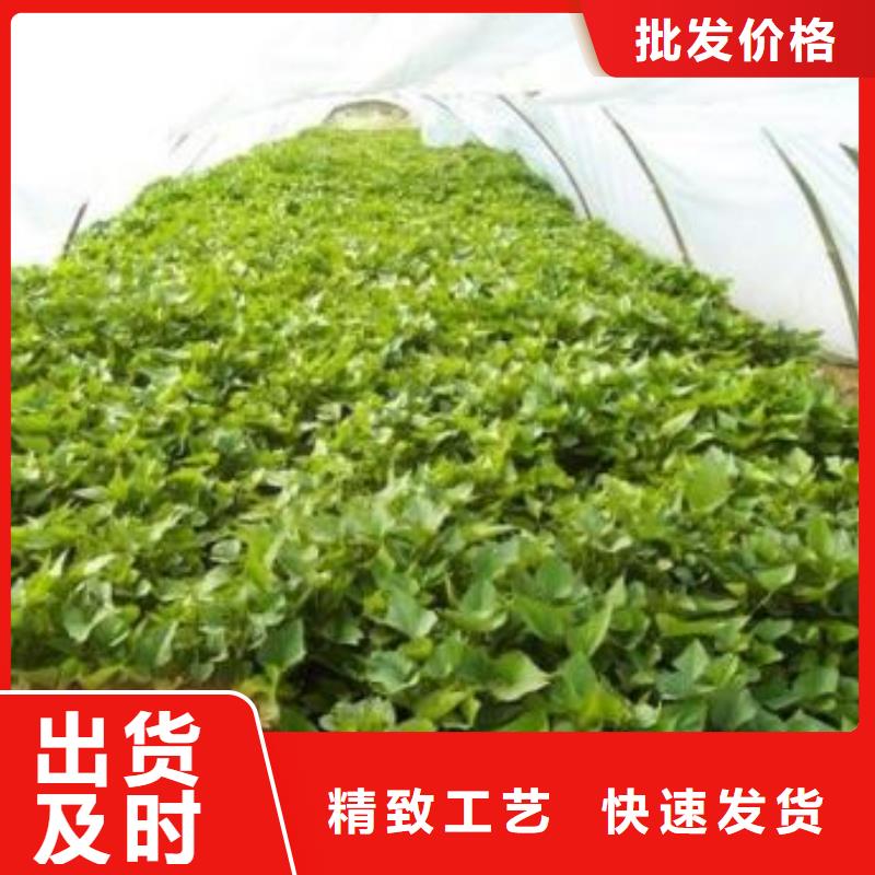 紫薯苗羽衣甘蓝粉值得信赖