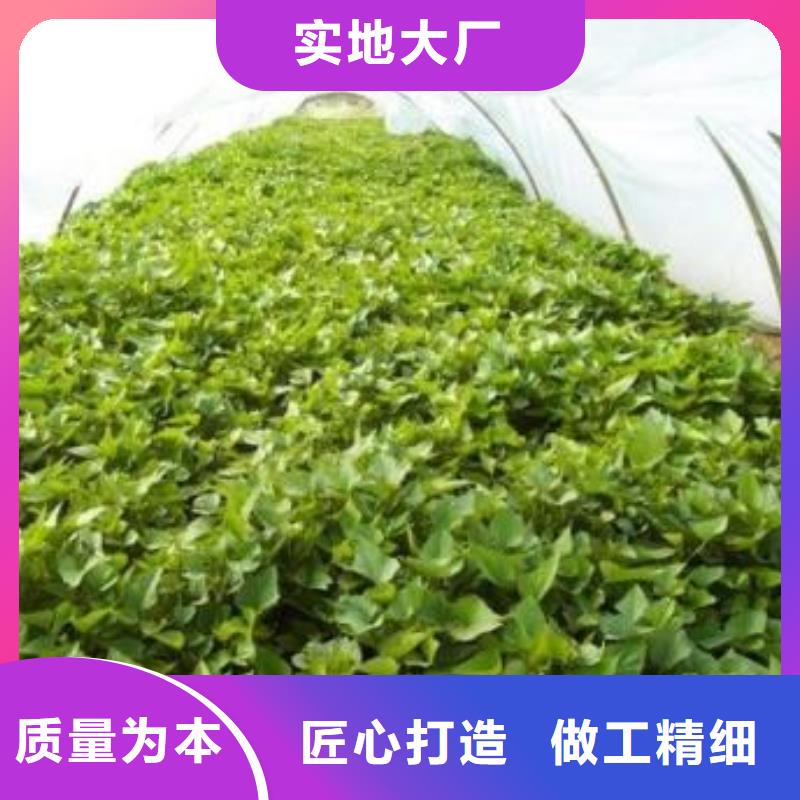 紫薯苗_羽衣甘蓝粉实力厂家直销