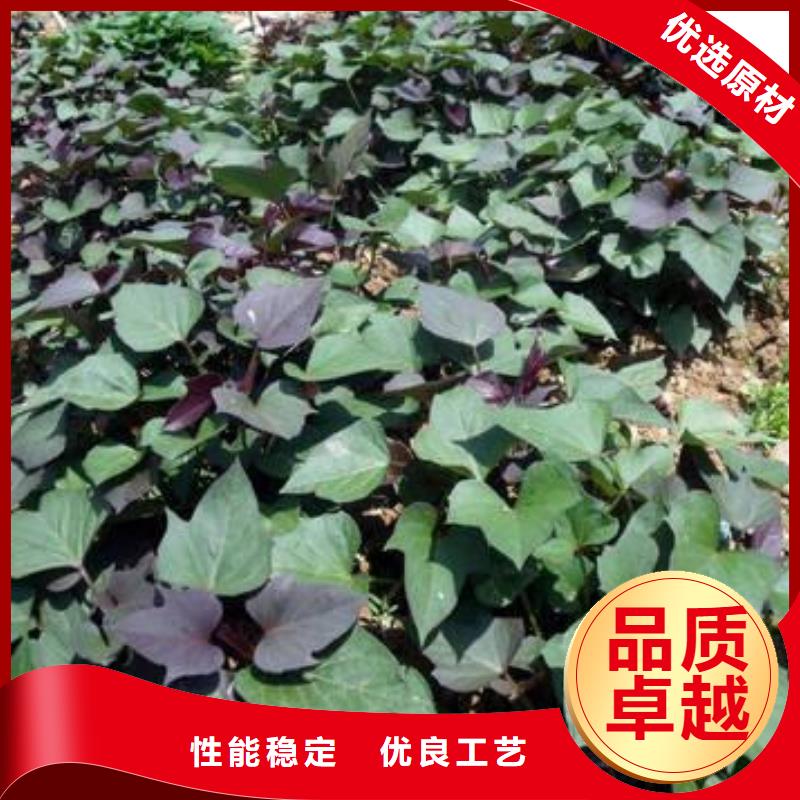 紫薯苗羽衣甘蓝粉值得信赖