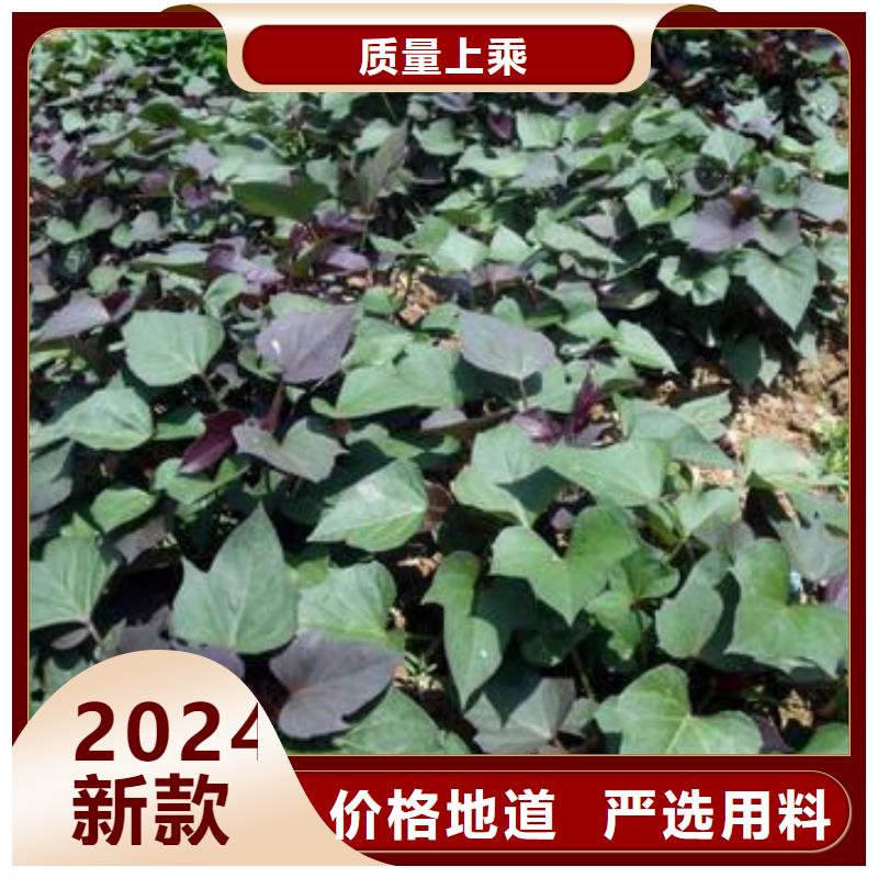 紫薯苗羽衣甘蓝粉认准大品牌厂家
