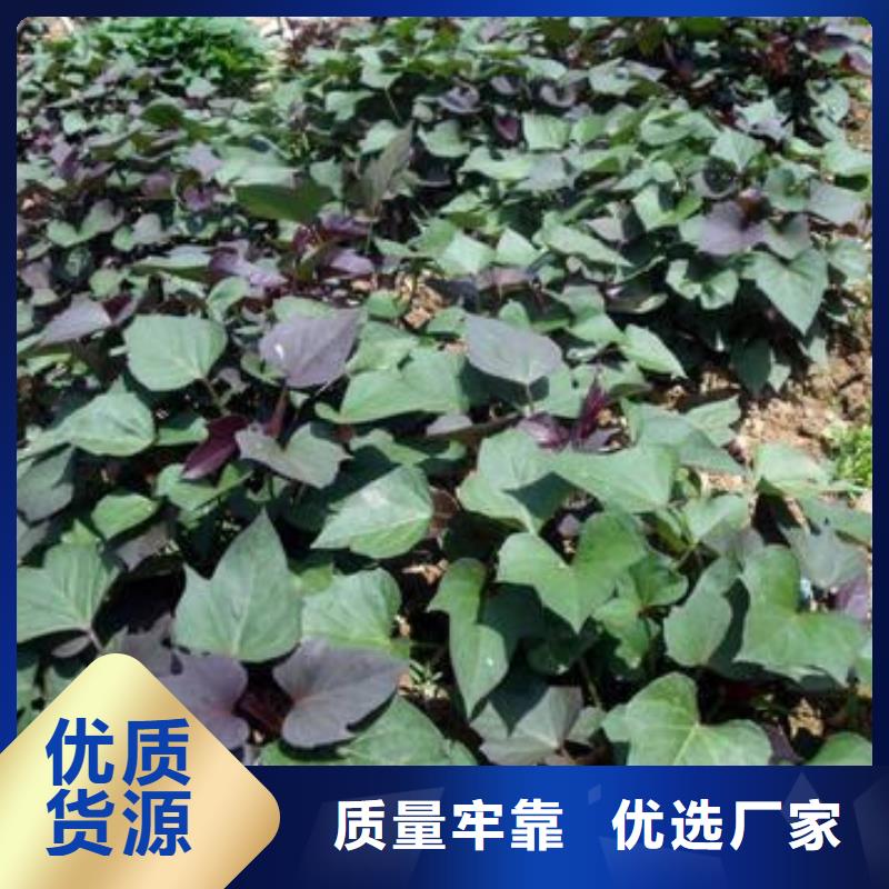 紫薯苗羽衣甘蓝粉值得信赖