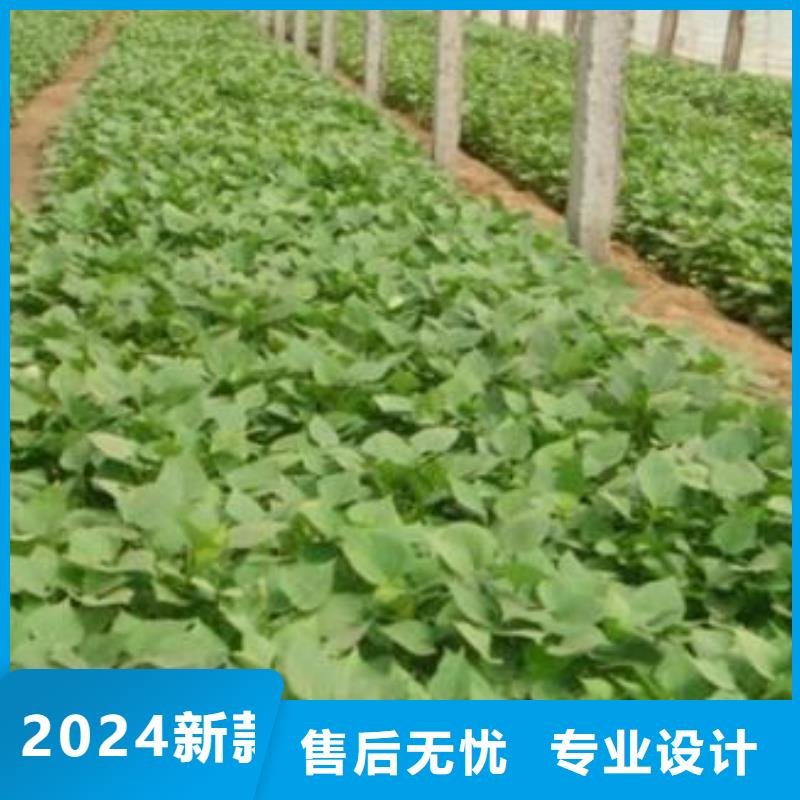 紫薯苗羽衣甘蓝粉值得信赖