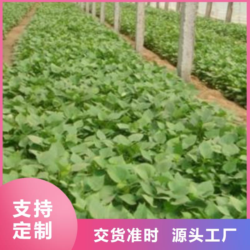 紫薯苗胡萝卜丁质优价廉