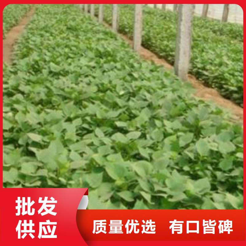 紫薯苗_羽衣甘蓝粉实力厂家直销