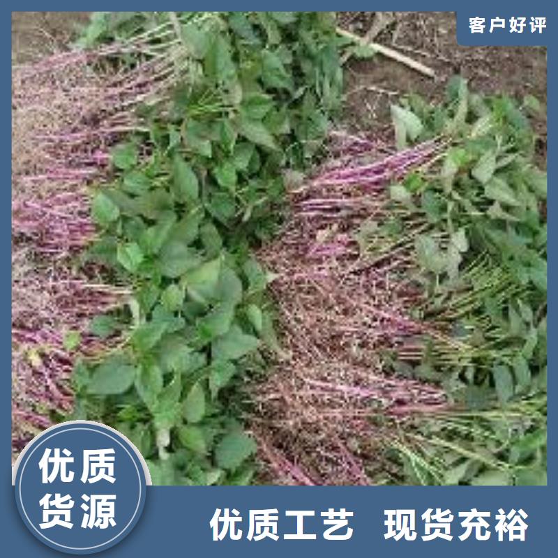 紫薯苗南瓜粉实力优品