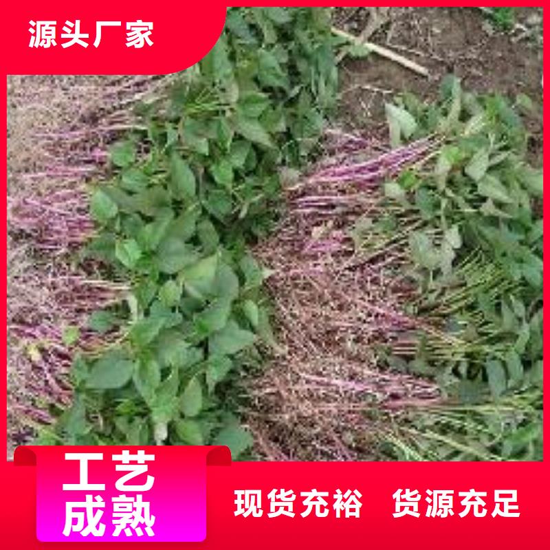 紫薯苗胡萝卜丁质优价廉