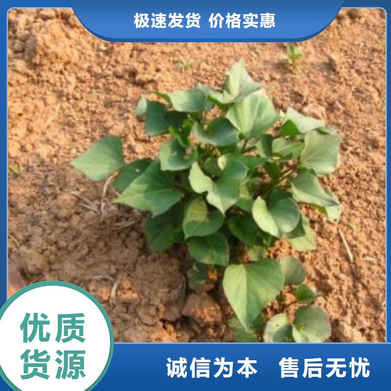 紫薯苗羽衣甘蓝粉值得信赖