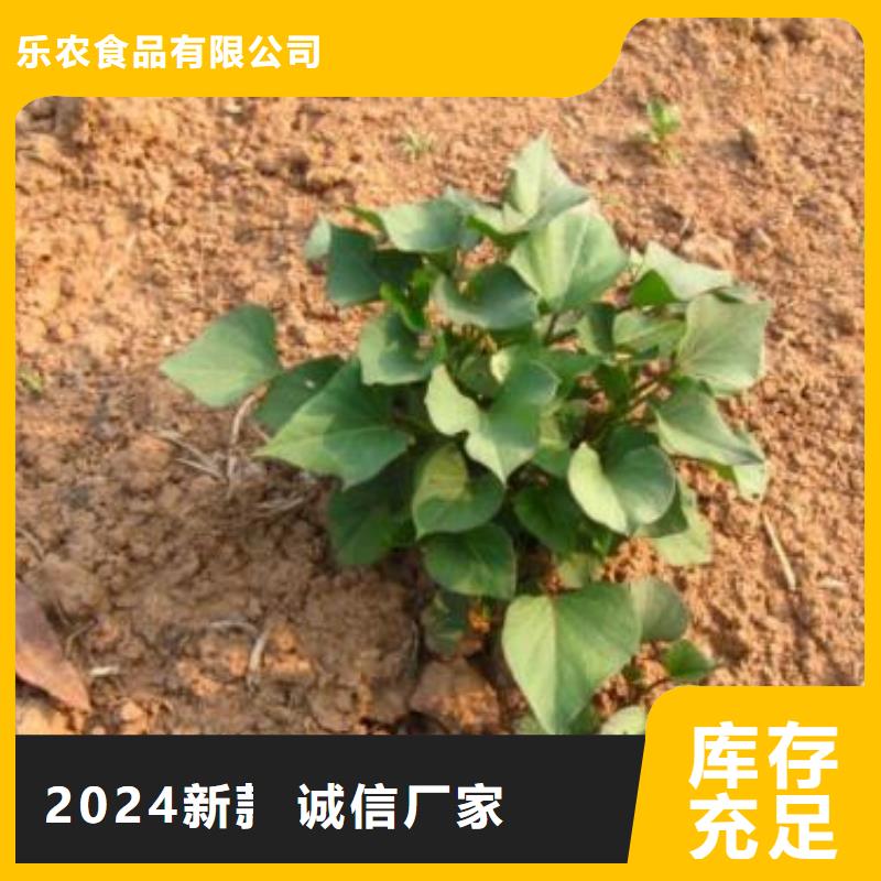 紫薯苗胡萝卜丁质优价廉