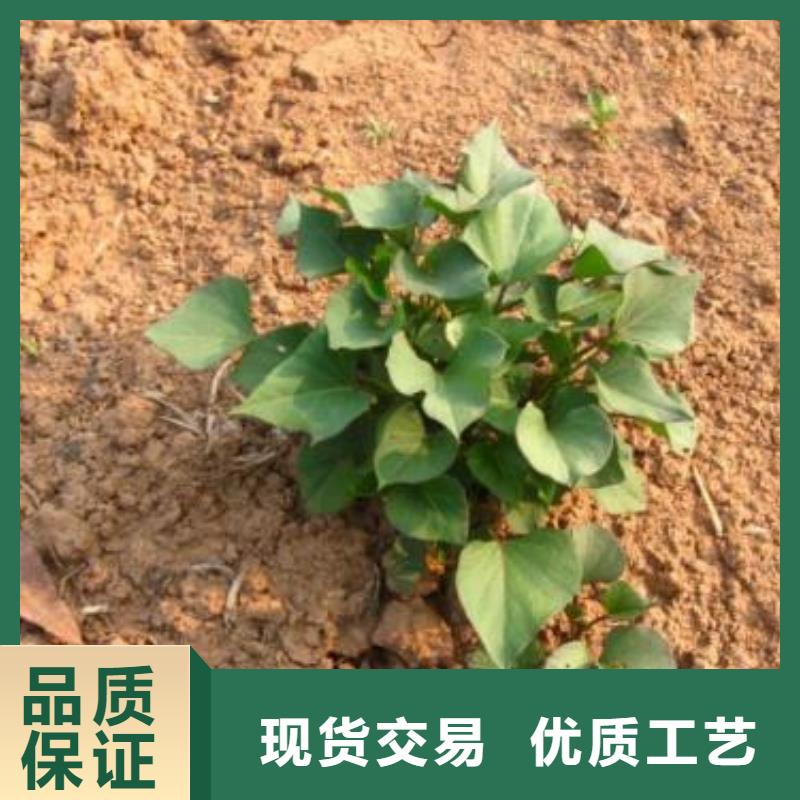 紫薯苗_羽衣甘蓝粉实力厂家直销
