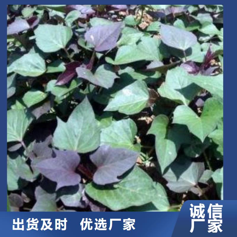 紫薯苗羽衣甘蓝粉值得信赖