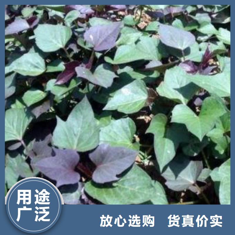 紫薯苗羽衣甘蓝粉值得信赖