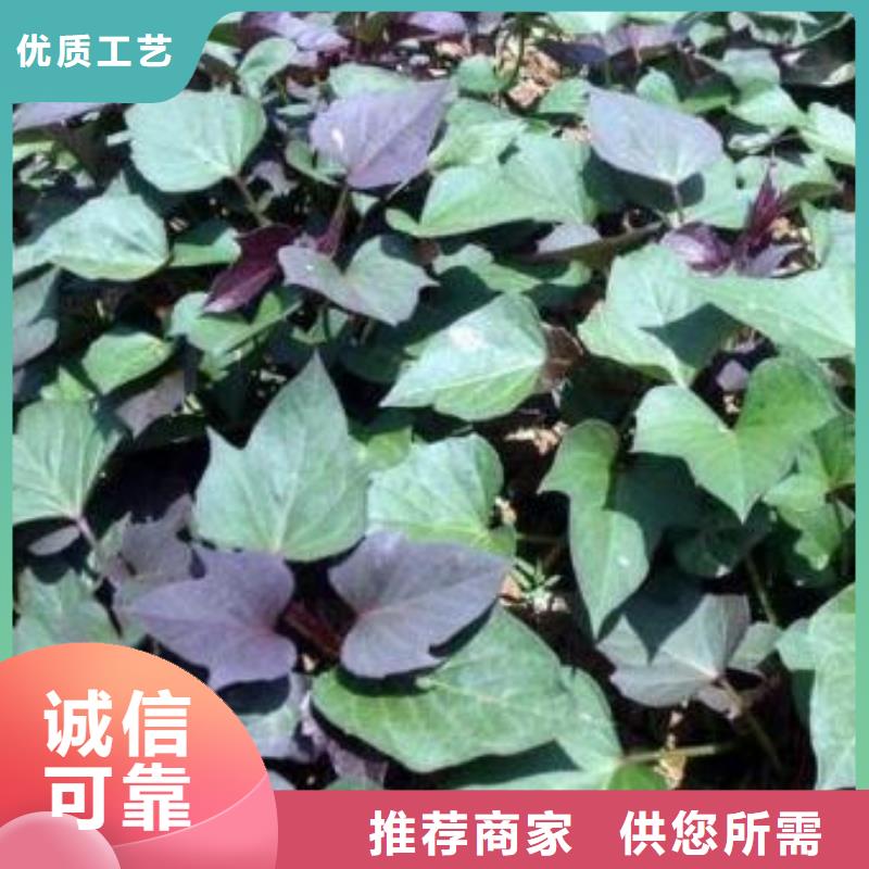 紫薯苗羽衣甘蓝粉认准大品牌厂家