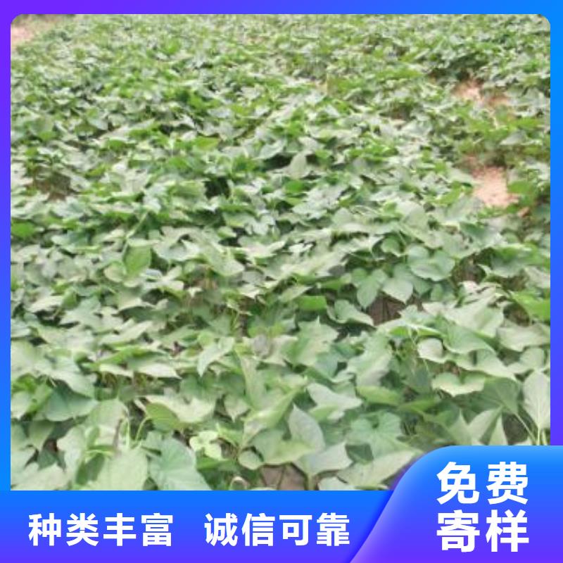 紫薯苗_羽衣甘蓝粉实力厂家直销