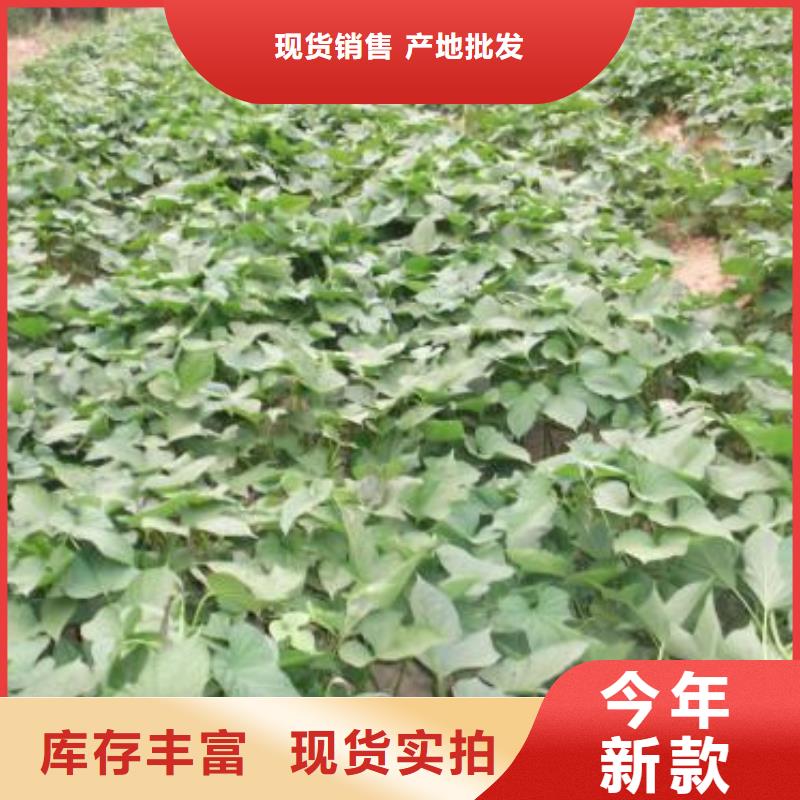 紫薯苗羽衣甘蓝粉值得信赖