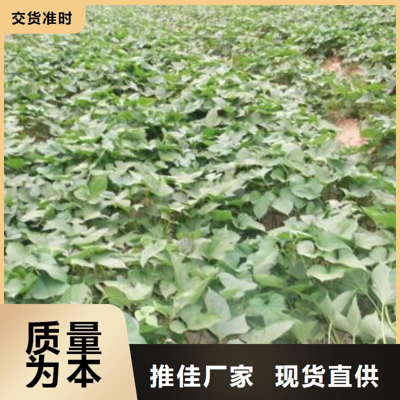 紫薯苗羽衣甘蓝粉值得信赖