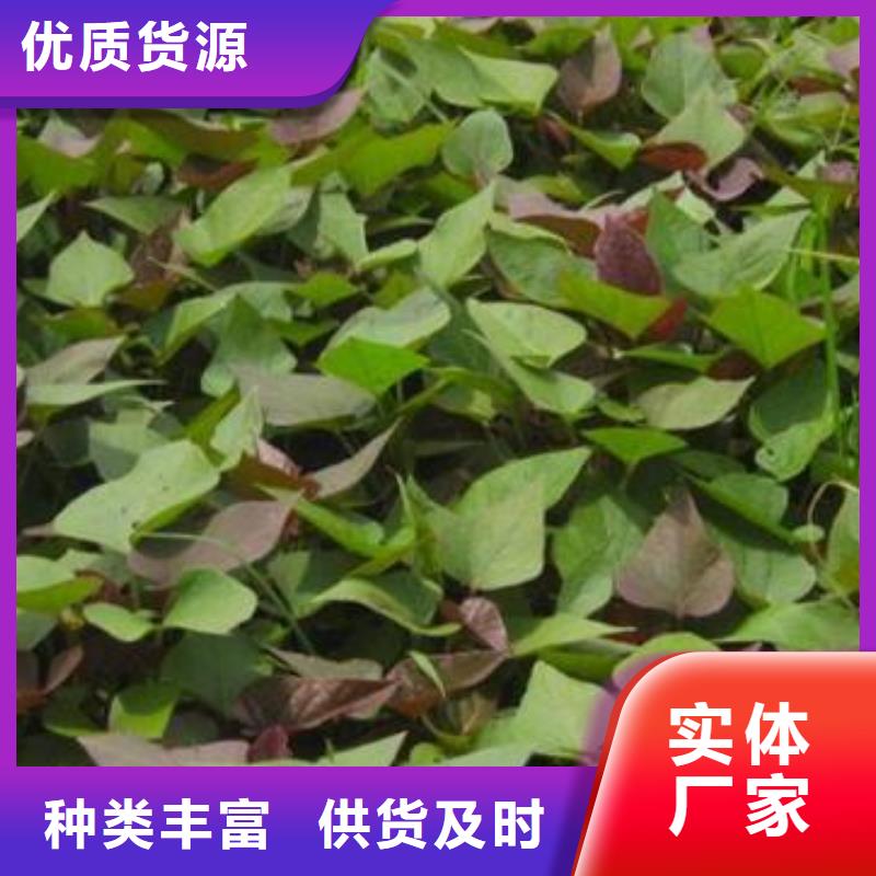 紫薯苗羽衣甘蓝粉值得信赖