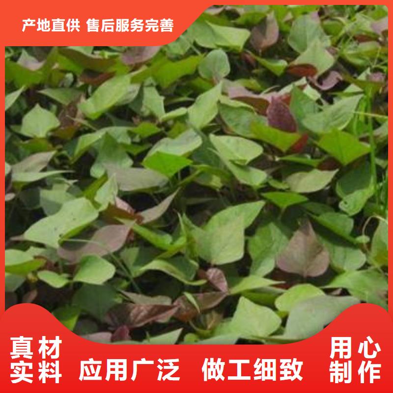 紫薯苗羽衣甘蓝粉值得信赖
