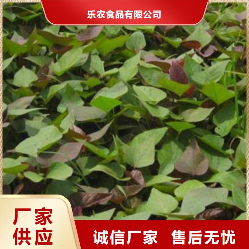 紫薯苗胡萝卜丁质优价廉