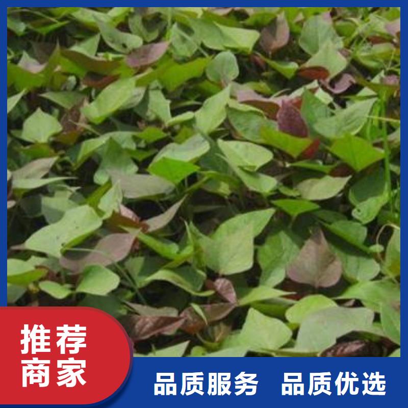 紫薯苗羽衣甘蓝粉认准大品牌厂家