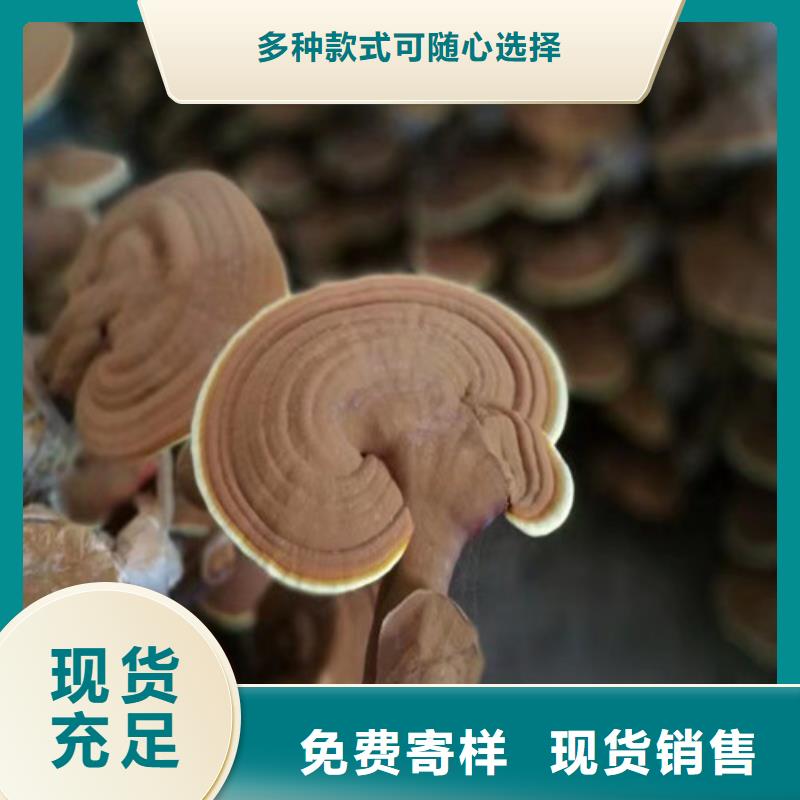 【灵芝孢子粉】灵芝盆景经销商