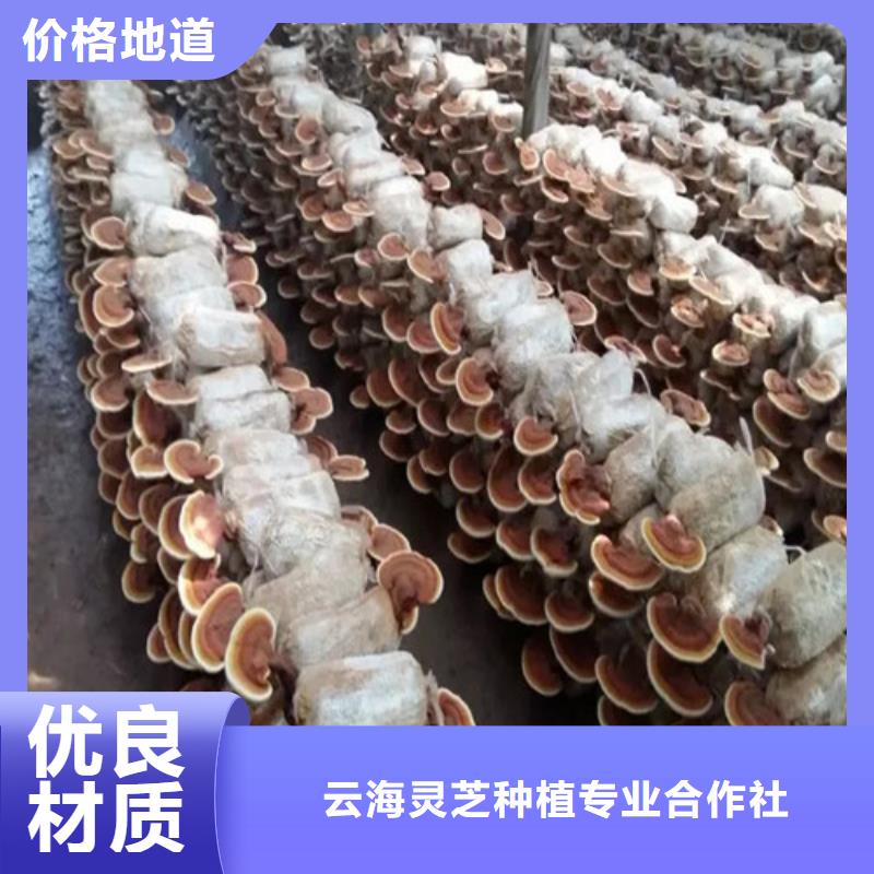 
灵芝粉定制-实力厂家