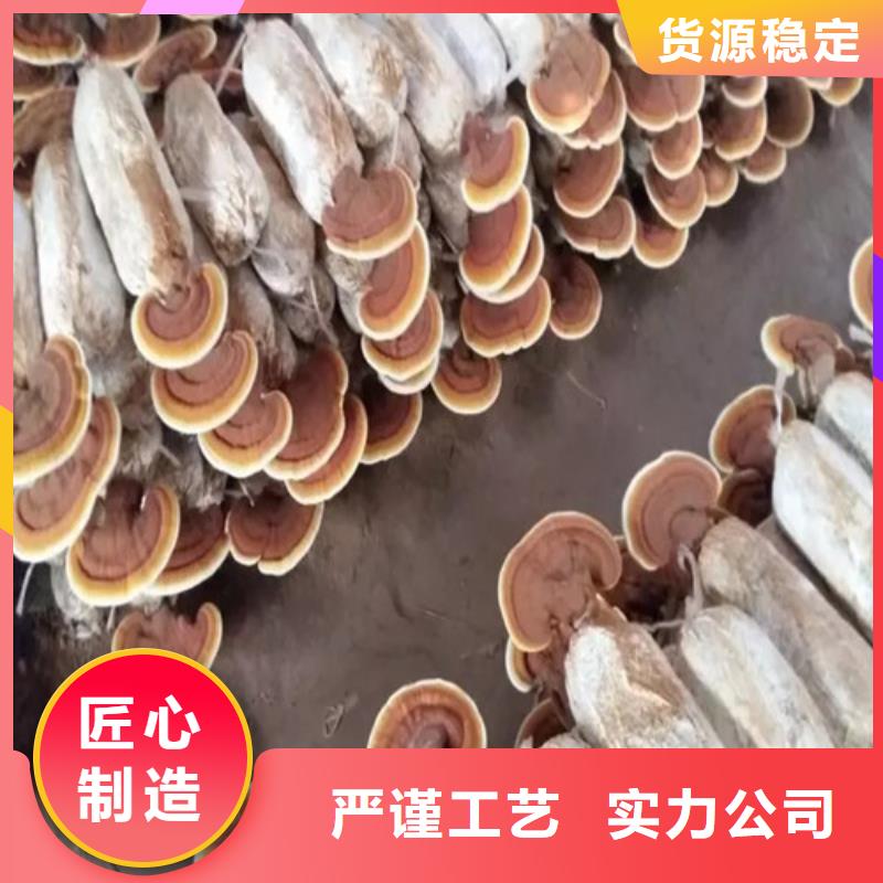 
孢子灵芝批发零售