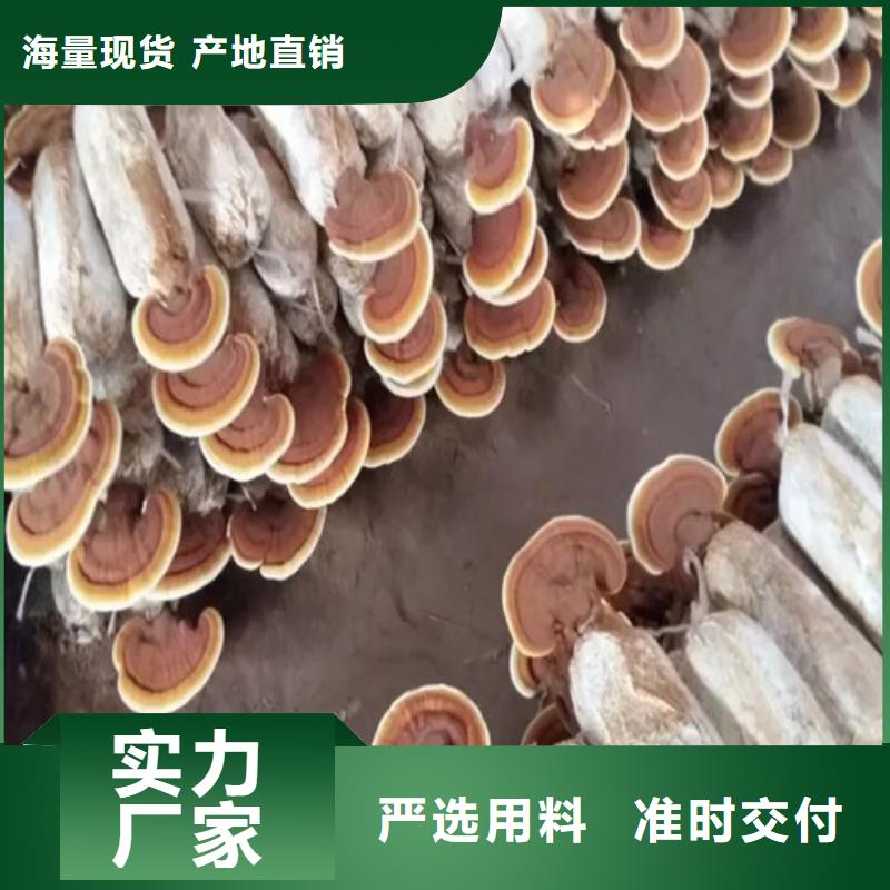 
孢子灵芝-
孢子灵芝厂家直发