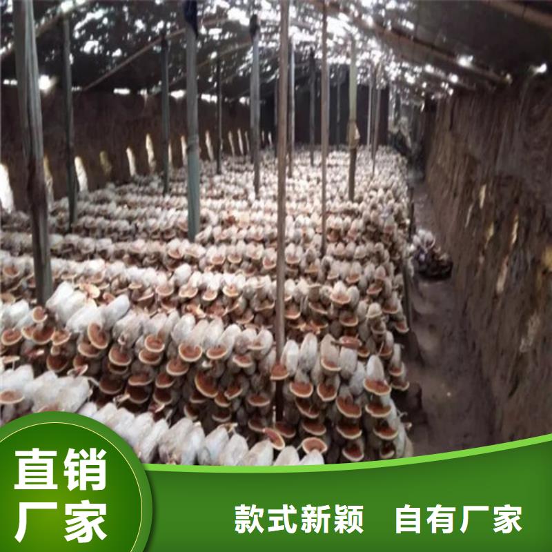 灵芝切片有现货也可定制