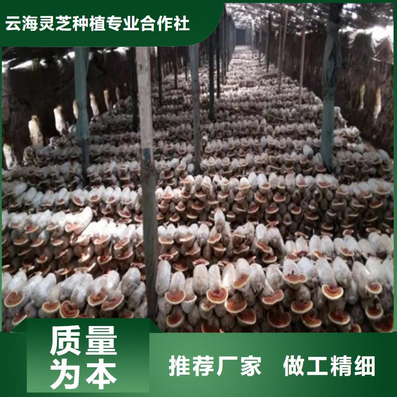 屯昌县灵芝哪家好