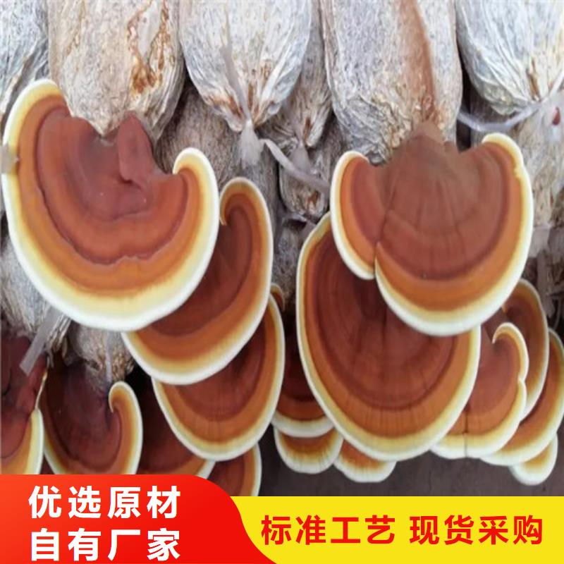 
灵芝粉-复购率高