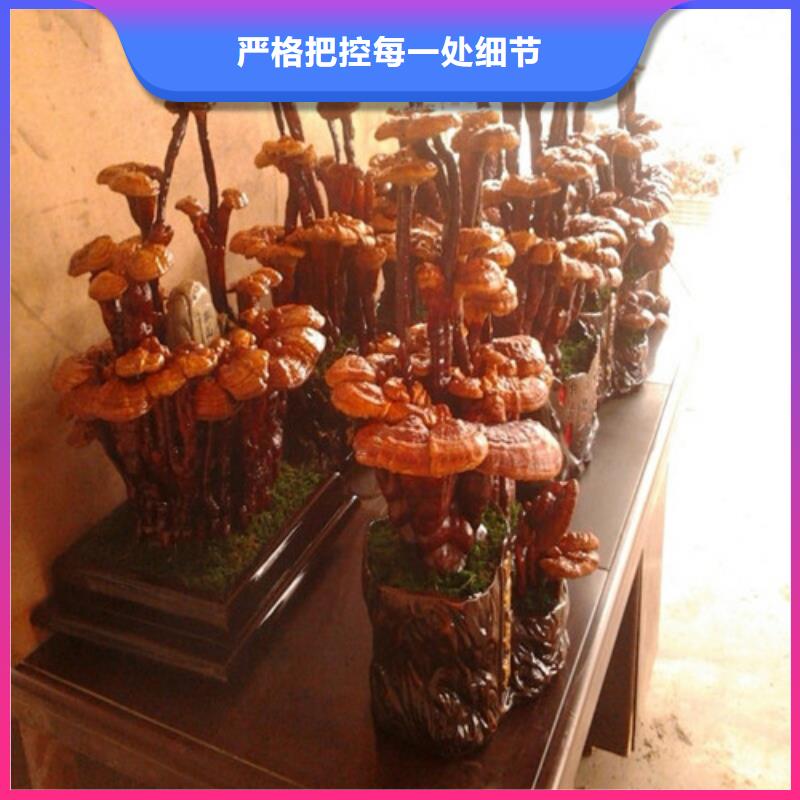 定制破壁灵芝粉的批发商