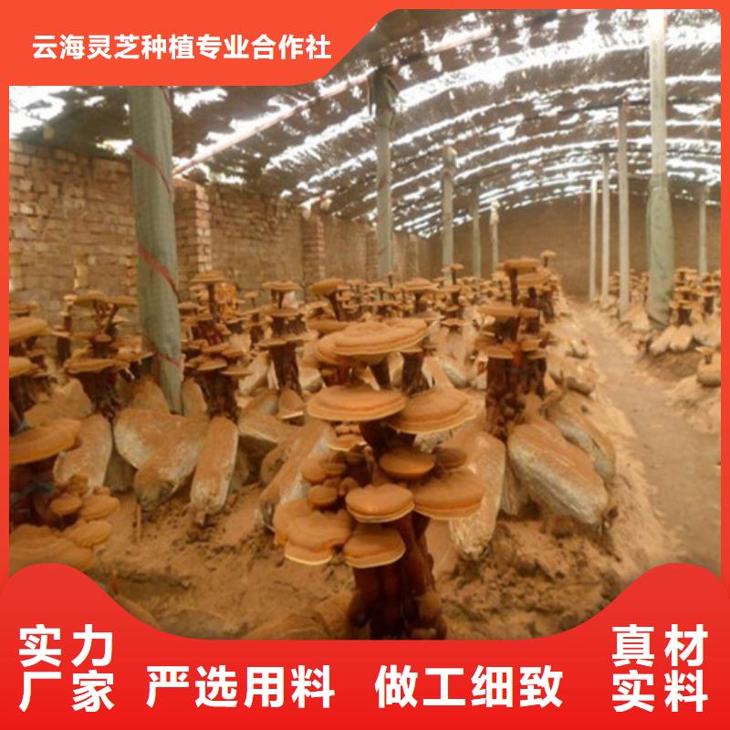 
灵芝孢子粉广受好评
