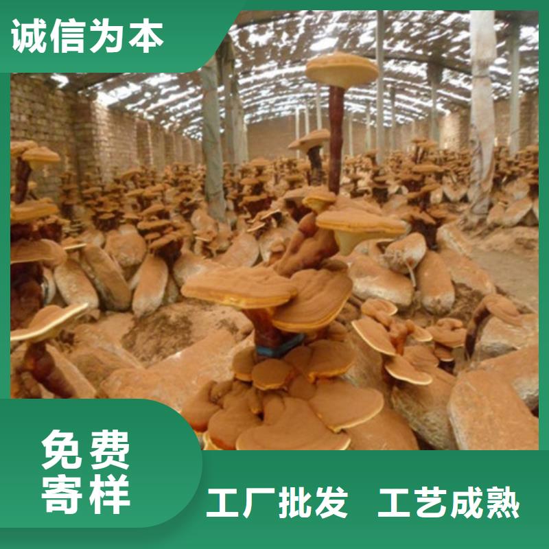 【图】
灵芝超细粉厂家直销